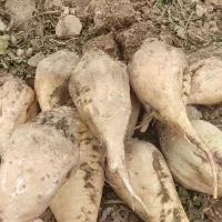 چغندر ملحمی و دامی