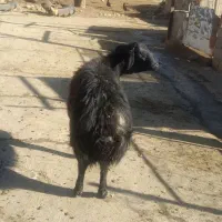 حیوانات|حیوانات مزرعه|چگنی, |دیوار