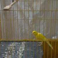 قناری جفت|پرنده|بندرعباس, |دیوار