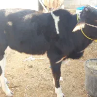 فروش گوساله نر