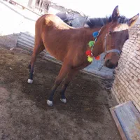 کره مادیون|اسب و تجهیزات اسبسواری|کیار, |دیوار