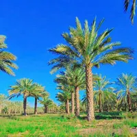 نخل  پا ل م    فنیکس|خدمات باغبانی و درختکاری|قم, باجک دو|دیوار