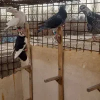 ۷ عدد نر ارازل|پرنده|گلبهار, شهر جدید گلبهار|دیوار