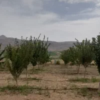 باغ-1000-متری
