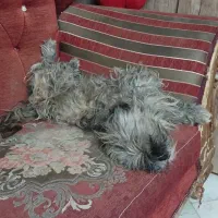 سگ پاکوتاه|سگ|مشهد, تبادکان|دیوار