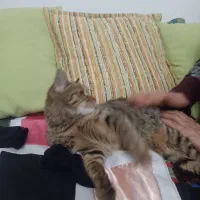 فروش و واگذاری گربه 7ماه «نر»|گربه|زنجان, |دیوار