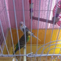 دو تا مرغ عشق