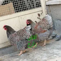 جوجه و نیمچه مرغ و خروس نژاد ویاندوت اصل|حیوانات مزرعه|تهران, مهران (سیدخندان)|دیوار