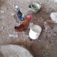 مرغ خروس گلین