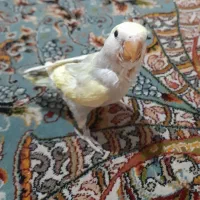 طوطی برزیلی خوشرنگ|پرنده|تهران, باشگاه نفت|دیوار