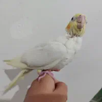 جوجه عروس هلندی .|پرنده|زابل, |دیوار