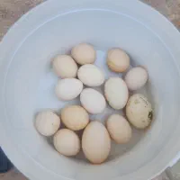 تخم نطفه دار جاپنیز