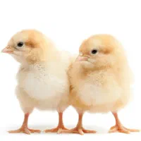 استخدام کارگر مرغداری