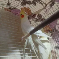 عروس هلندی نرو ماده|پرنده|مرند, |دیوار