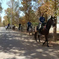 پانسیون اسب