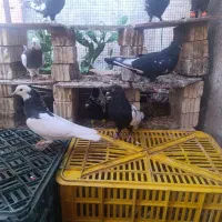 کبوتر سینه