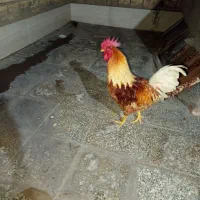 یک عدد خروس خوشگل و جوان