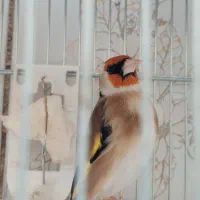 سهره شهرکرد جوجه امسال(۶ماهه)