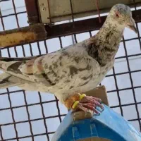 کوهی|پرنده|همدان, |دیوار