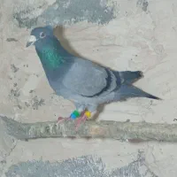 نر سبز کاکل آخرت ذات