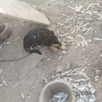 سگ نگهبان (مخصوص باغ)|سگ|برخوار, |دیوار