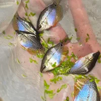 فروش ویژه ماهی گوارامی پرل . فیش توس