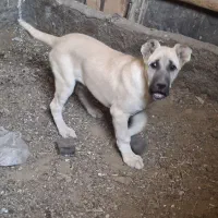 توله سرابی خالص