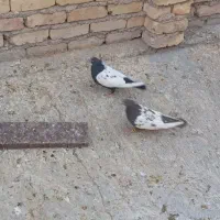 فروش ۲عددسینه ماده ۱عددقهوه ای دورگ ماده با۲تاکوهک|پرنده|فسا, |دیوار