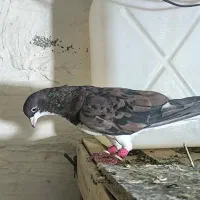 کفتر شهری|پرنده|شیراز, شهرک والفجر|دیوار