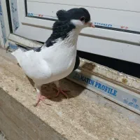 جفت شهری چپ و یال سیاه کاکلی خوشکل