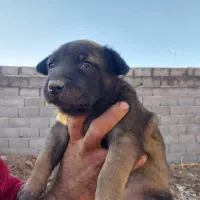 واگذاری|سگ|مهریز, |دیوار