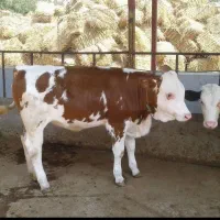 گوساله دورگ محلی و هولشتاین در سنندج