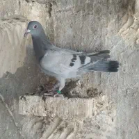 جوجه پلاکی هیچ پرگرفتنی جوجه نر|پرنده|اهواز, فرهنگ شهر|دیوار