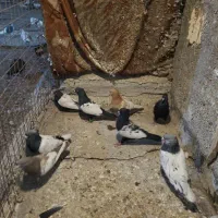 سینه کله|پرنده|مشهد, نوید|دیوار