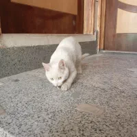 گربه خونگی نژاد اسکاتیش|گربه|خمینی‌شهر, |دیوار