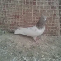 فروش کبوتر