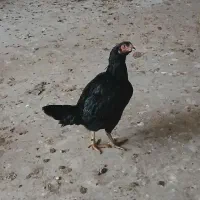 مرغ لاری و خروس گلین|حیوانات مزرعه|پاکدشت, پاکدشت (مامازند)|دیوار