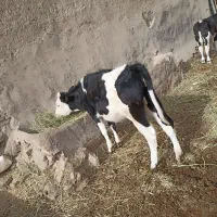 یک عدد گوساله ماده 270کیلو