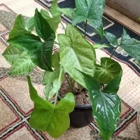 سینگونیوم ساده ابلق مینیاتوری|گل و گیاه طبیعی|اصفهان, شهرک کاوه|دیوار