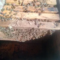 کندو خالی در حد نو