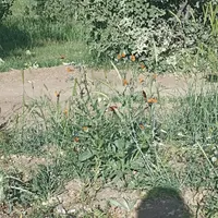 کارگری