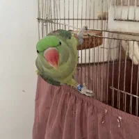 جوجه شاه طوطی