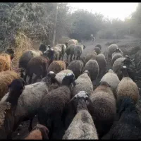 گوسفندشراکتی