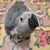 جوجه کاسکو سرلاکی|پرنده|تهران, آسمان|دیوار