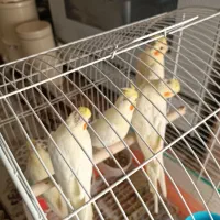 جوجه عروس هلندی