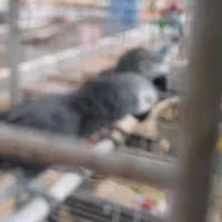 جفت کاسکو نر و ماده مولد کار داده شیطون و زیبا|پرنده|تهران, جمهوری|دیوار