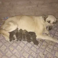 توله سرابی سگ گله بوده جفت شا