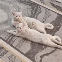 واگذاری گربه