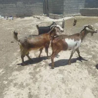 فروش بز دوقلو