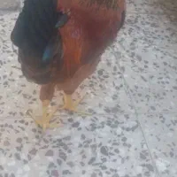 خروس